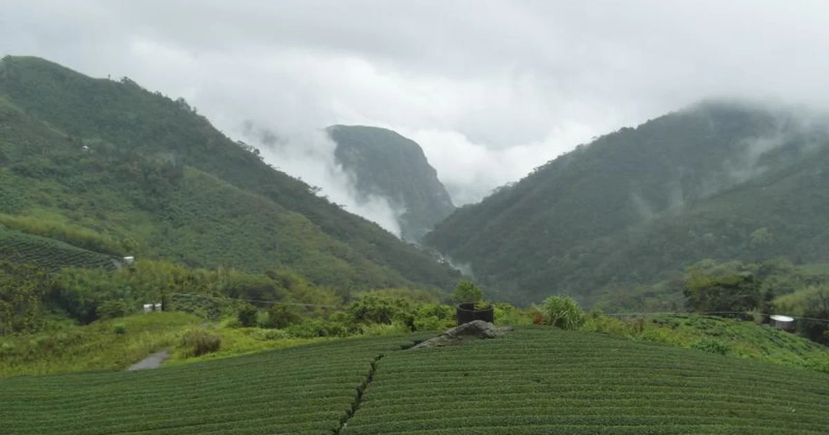 阿里山咖啡產區完全指南：鄒族部落精品咖啡的台灣高山傳奇