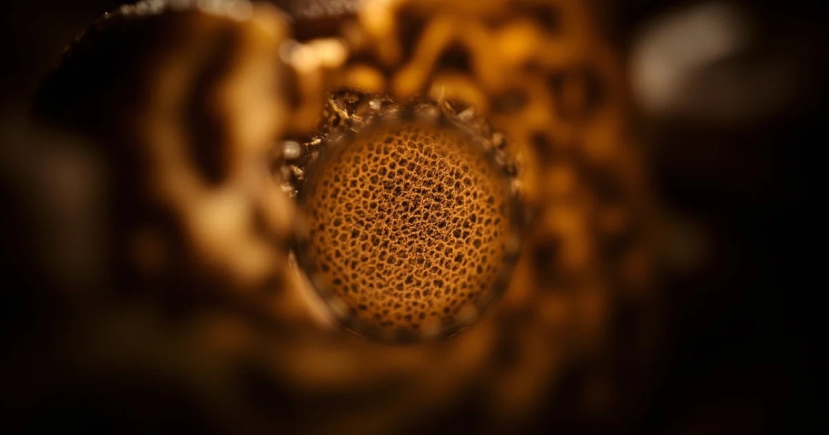 咖啡豆細胞結構與烘焙程度的科學關係：微觀世界的風味密碼