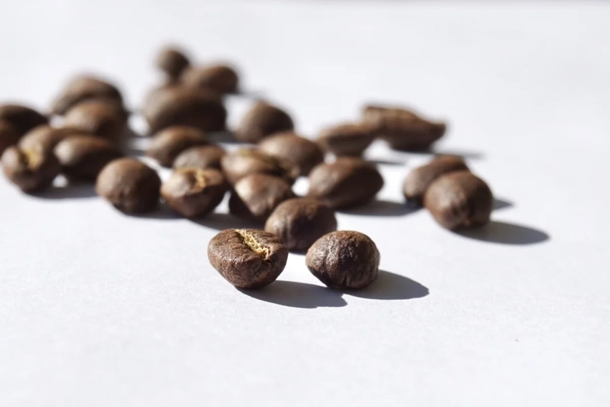 溫哥華｜Prototype Coffee, Vancouver — 咖啡地圖