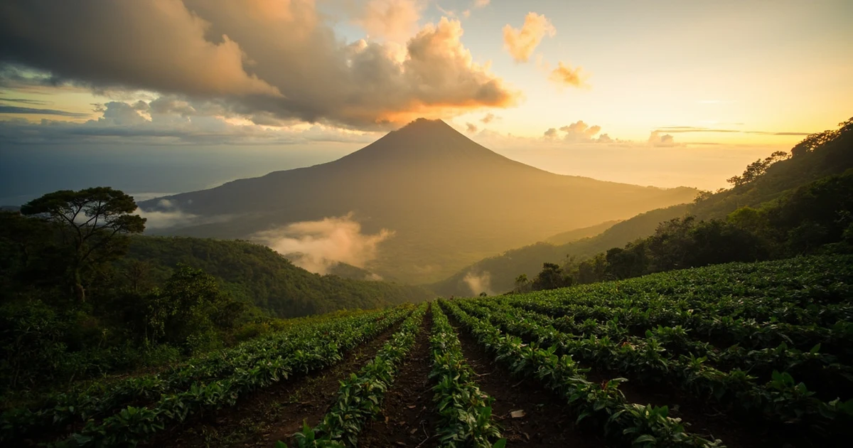 薩爾瓦多咖啡完全指南:火山土壤孕育的中美洲帕卡瑪拉風土傳奇